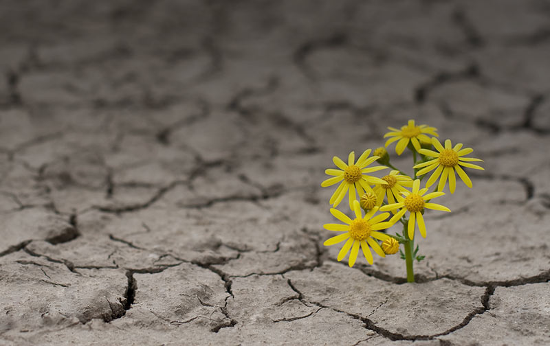 Psychological Resilience. Yellow flowers growing out of a crack in the dry land.